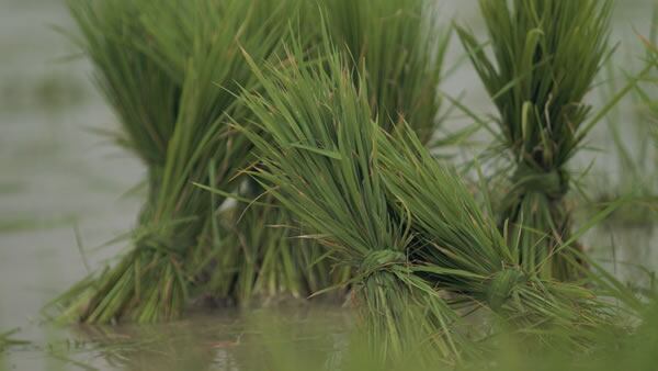 Basmati-rice-farm-Pakistan-Mars.jpg