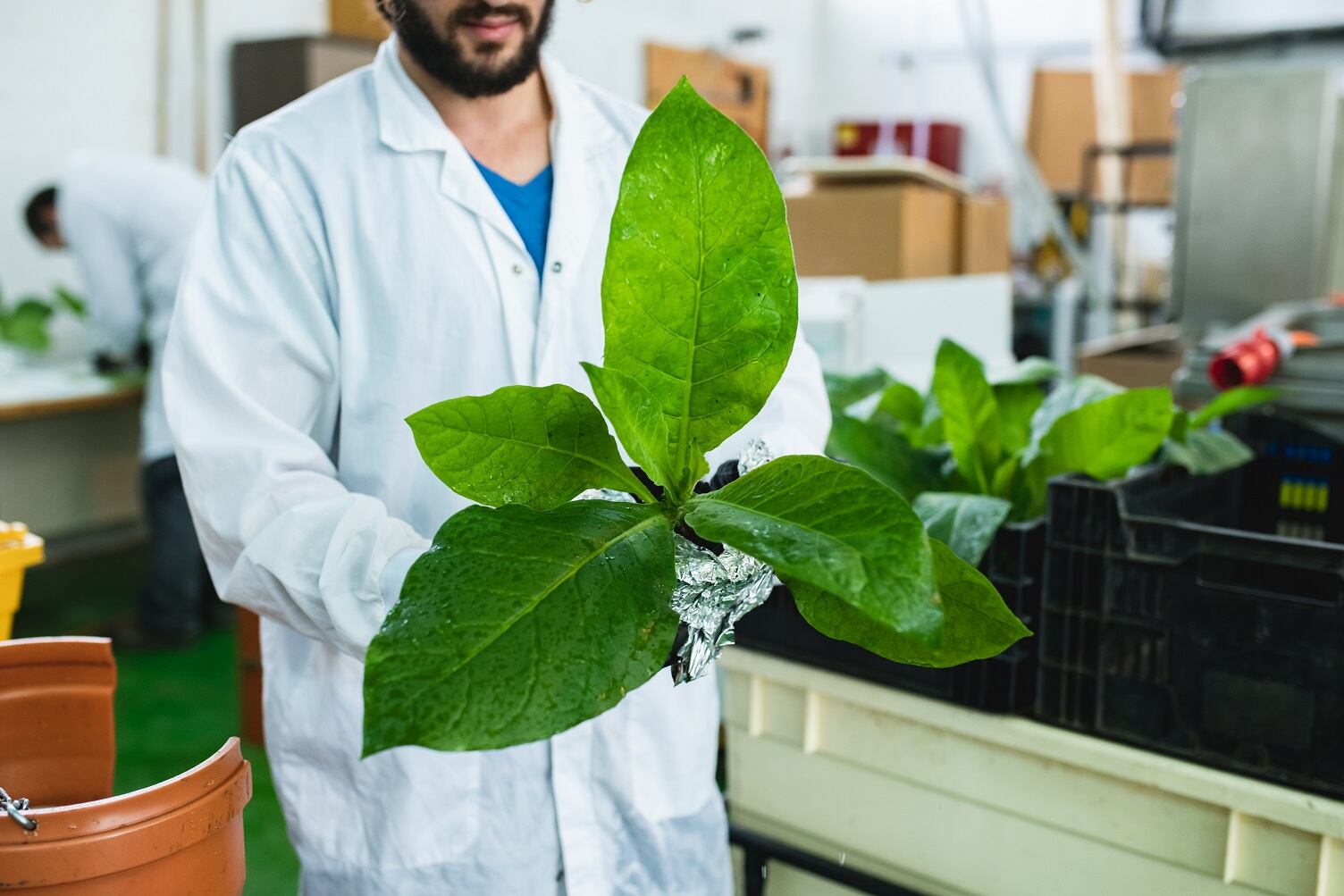 The future of meat: The tobacco plant?