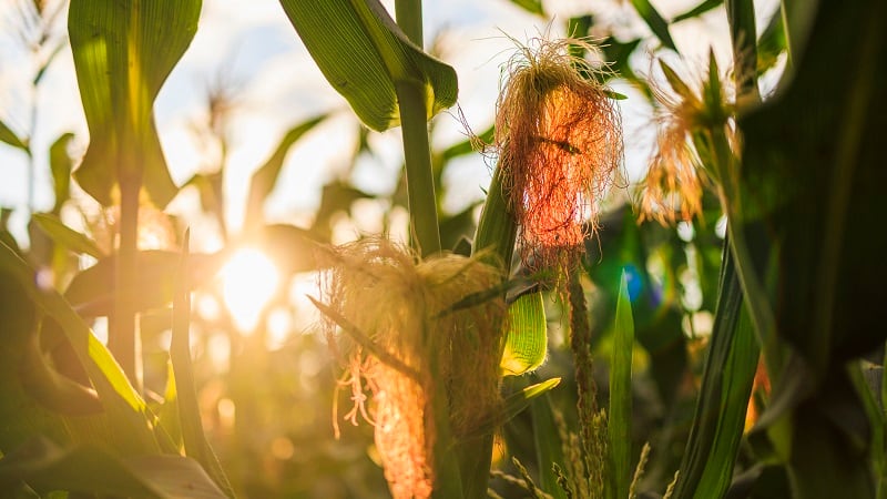 Weather, extreme heat, and drought can impact corn pollination.