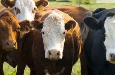 Beef-cows.jpg