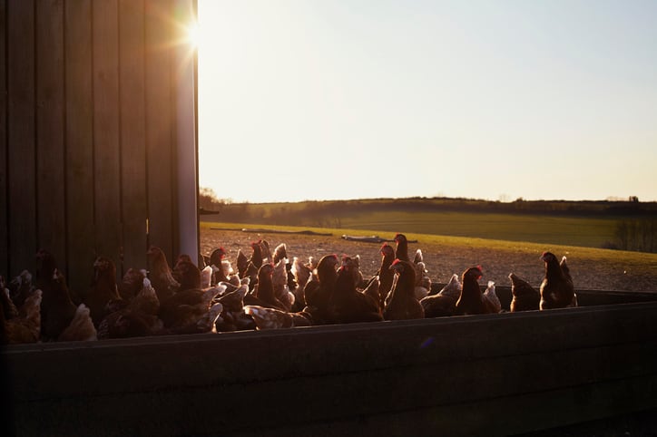 Could Tyson Foods’ profit gains due largely to price hikes trigger additional anti-competitive allegations from White House?