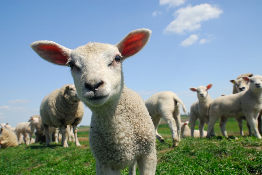 sheep-lamb.jpg