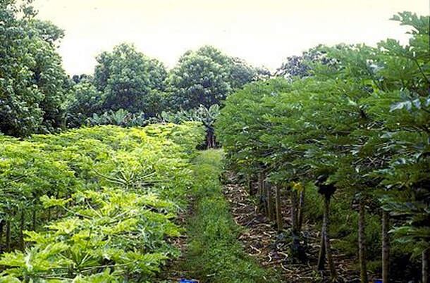 papaya-in-Hawaii.jpg