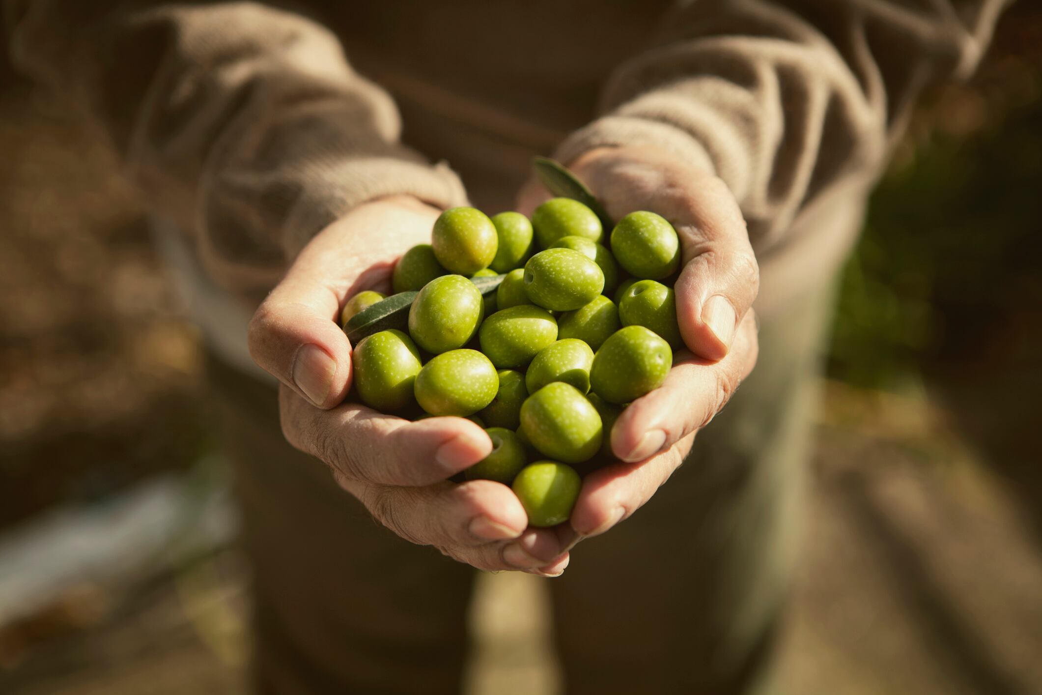 Olive groves require a balance of tradition and innovation to meet modern sustainability demands