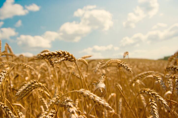 Rabobank-The-wheat-market-is-on-fire.jpg