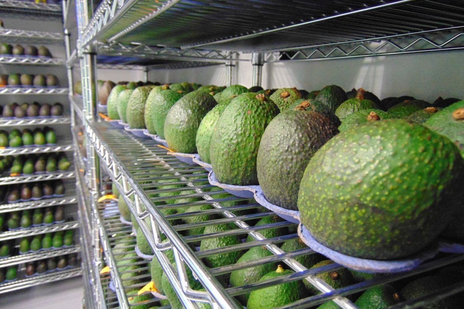 ApeelAvocados.jpg