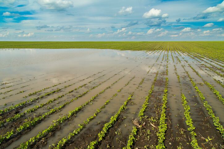 More-extreme-weather-continued-shipping-delays-raise-risks-in-botanical-ingredient-supply-chains.jpg