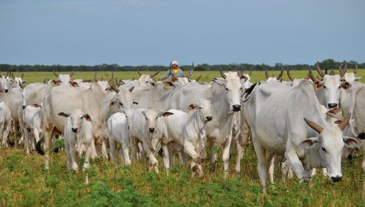 Brazil set to export live cattle to Malaysia