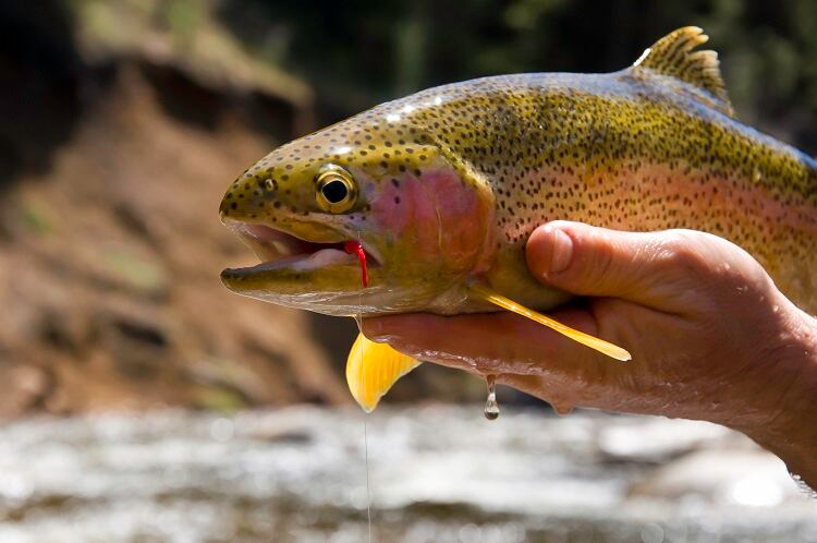 The ‘next generation’ of cultivated seafood? Affordable species from trout to seabass