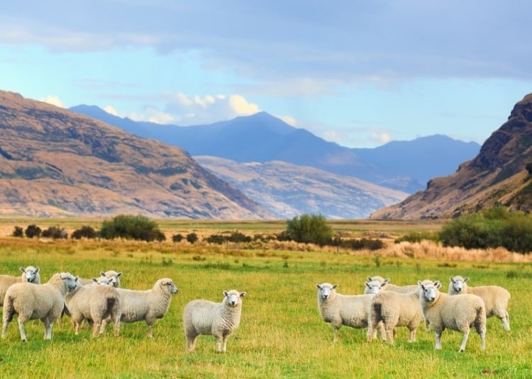 Sheep-gettyimages-GoodOlga.jpg