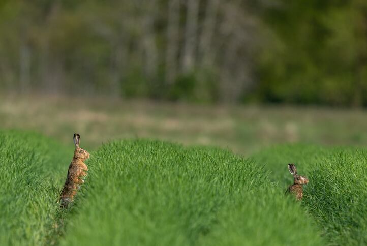Food giants at risk of ‘greenwashing’ over regenerative agricultural practices: report warns