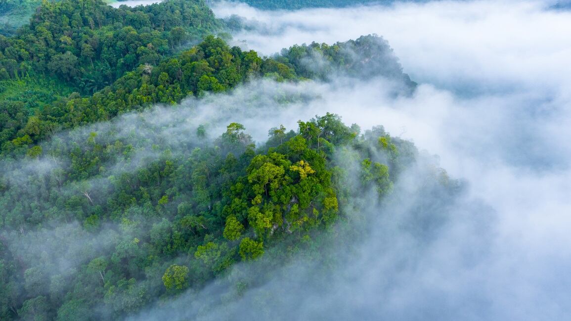 GettyImages-AvigatorPhotographer-forest.jpg