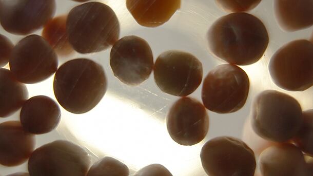 Pea protein: a trendy plant-protein alternative