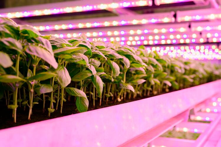 As vertical farms topple, can tech sow sustainability into controlled environment agriculture?
