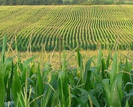 corn-sugar-syrup-lawsuit.jpg