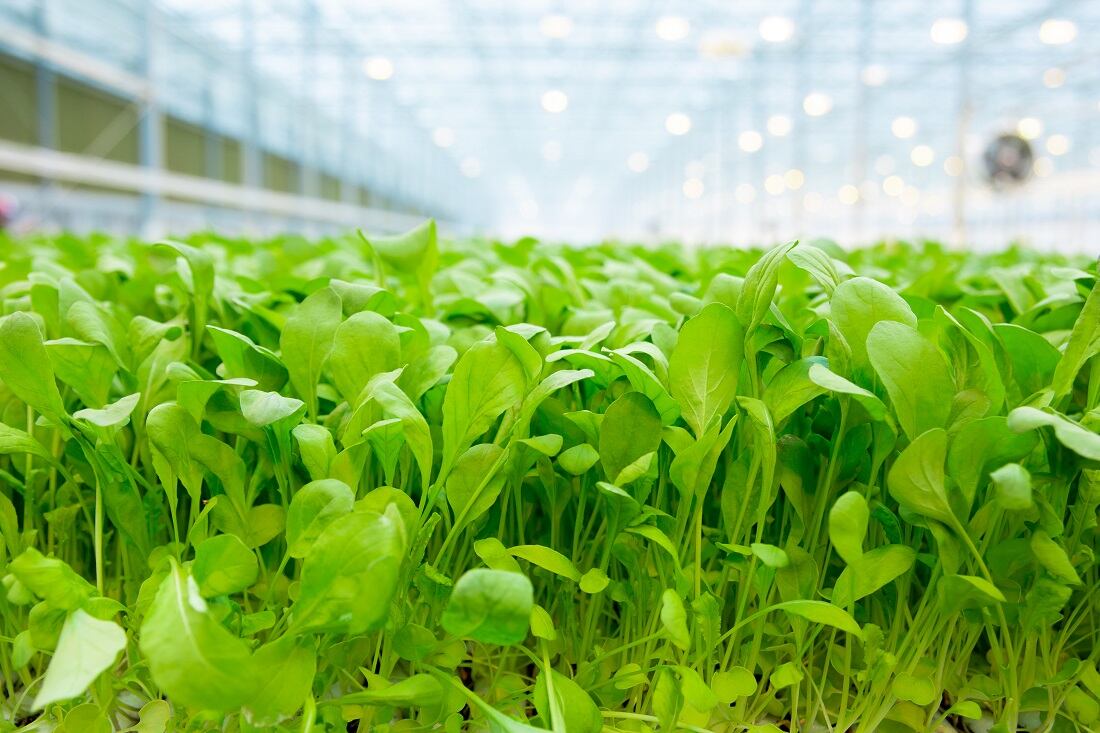 BrightFarms-acquired-by-Cox-Enterprises.jpg