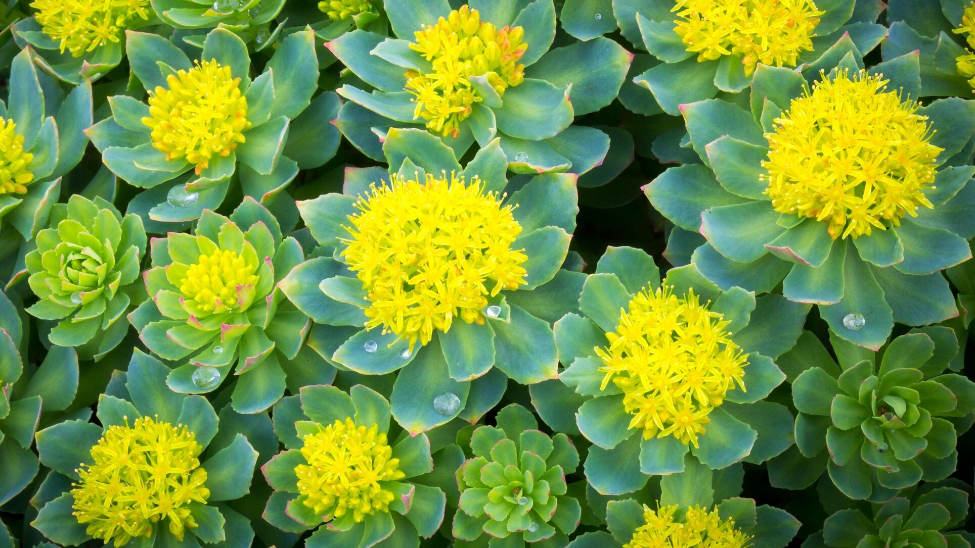 Confusion abounds for adaptogens, says expert