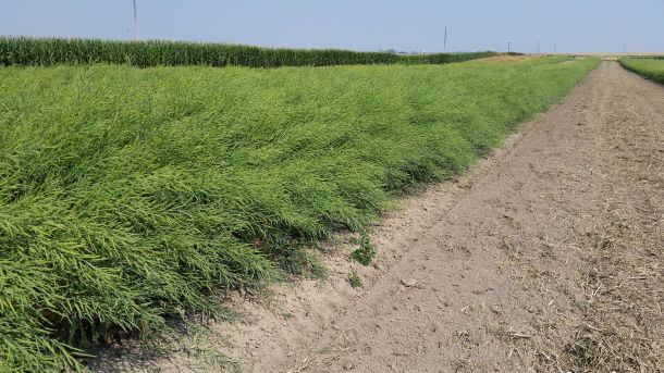 Cargill-EPA-DHA-Canola-Field-Trial.jpg