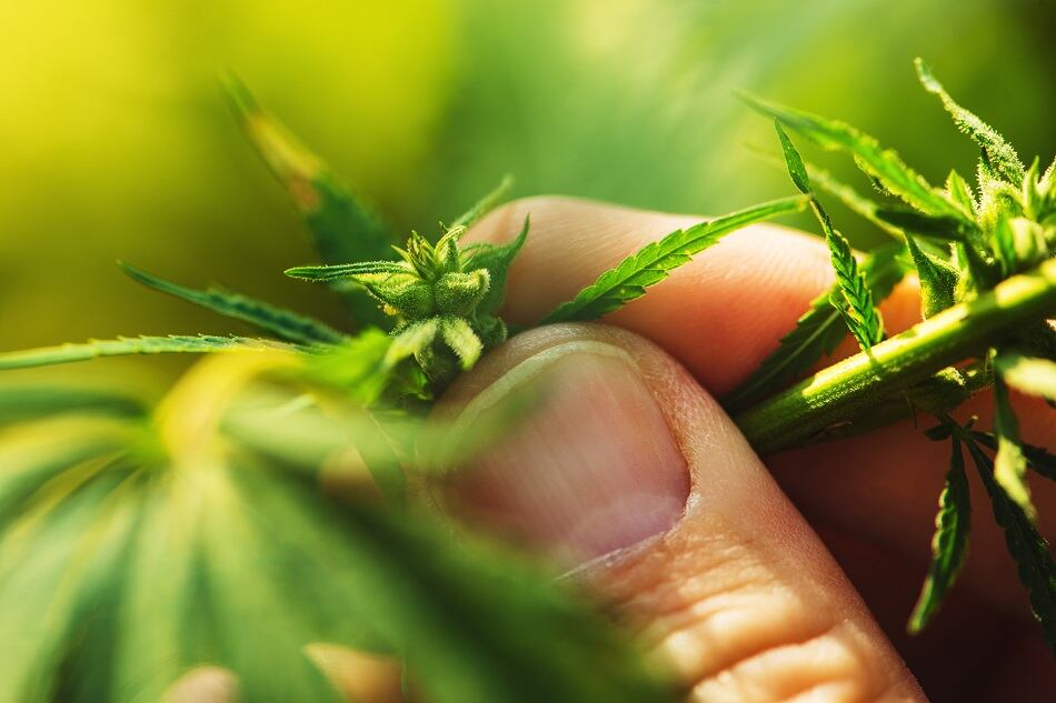 Layn Corp. establishes separate entity for CBD business, launches Plantae to complement CBD formulations