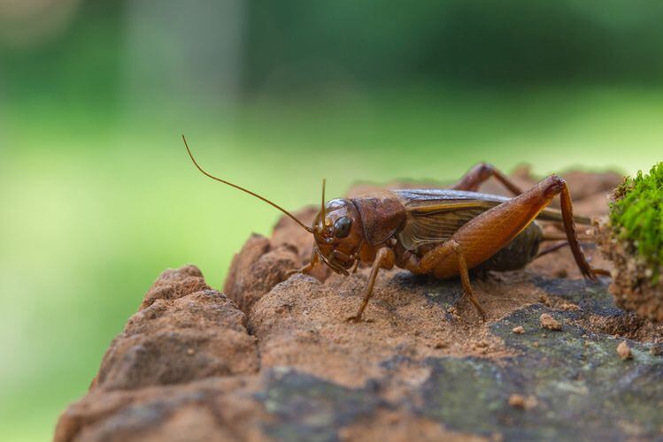 Edible-insects-in-focus-part-III-Farming-from-Mexico-to-Ontario-to-Israel-At-this-point-if-you-re-still-in-business-you-definitely-know-what.jpg