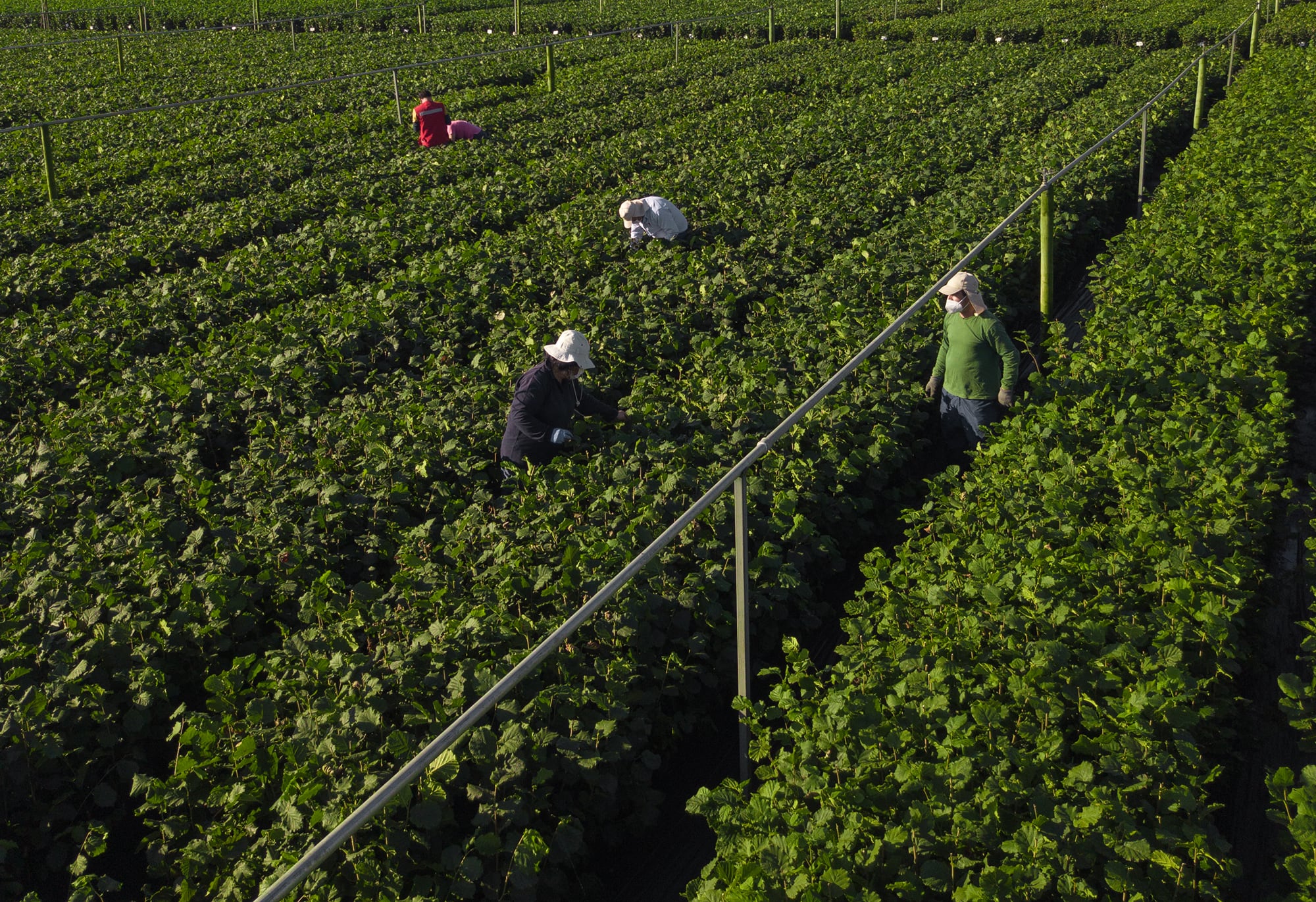 Ferrero can now trace most of its key ingredients back to where they were grown, including 98% of cocoa, 98.6% of palm oil, 97% of hazelnuts and 100% of coffee