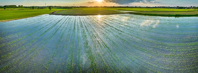 rice-lombardy-Andrea-Pistolesi.jpg