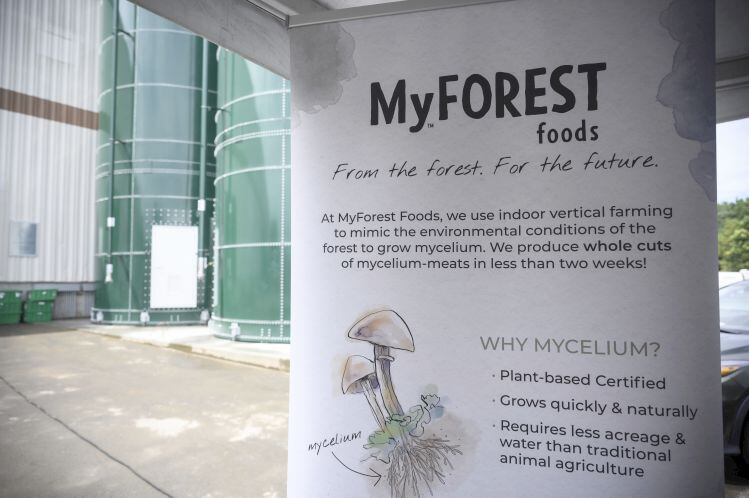 There’s more than one way to make meat from mycelium, says MyForest CEO: ‘What we’re doing is far cheaper than building fermenters’