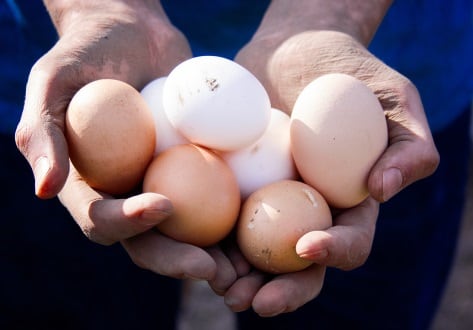 Eggs-xveron90x.jpg