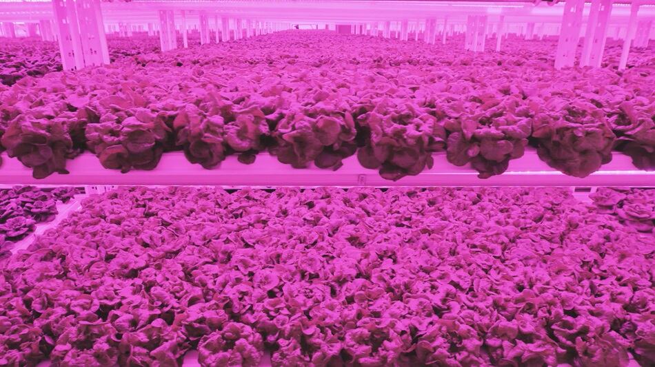Kalera distributes first indoor-grown leafy green harvest to Atlanta area