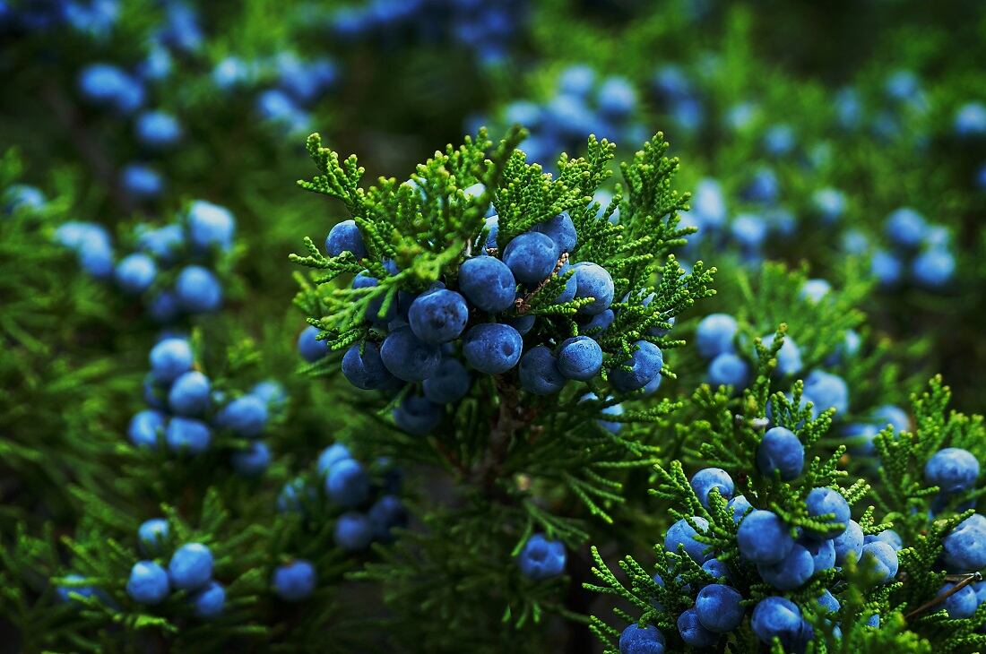 Zero-proof drinks movement spurs botanicals usage, says Kerry