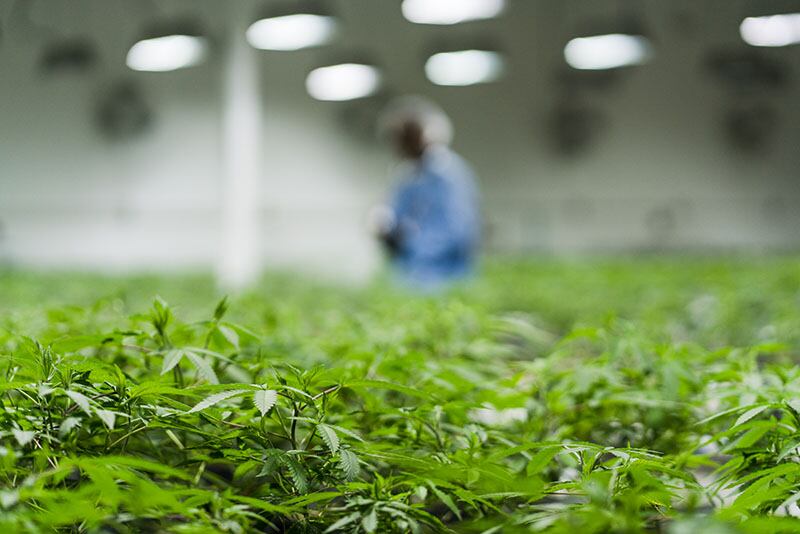 JAY-Z adds some stardust to cannabis-fueled brand Caliva as chief brand strategist
