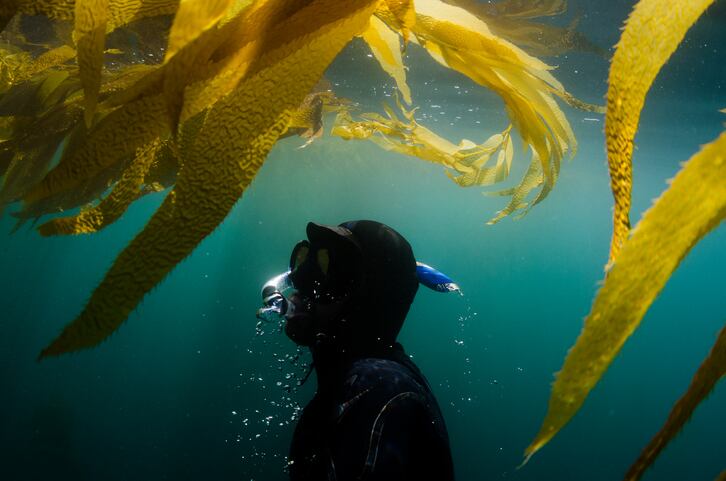 Scottish start-up turns to ‘food of the future’ seaweed to launch methylcellulose replacement