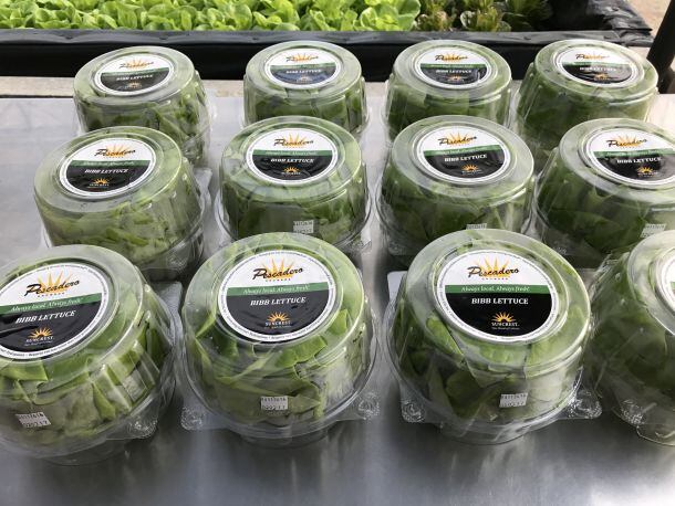 suncrest-lettuces.jpg