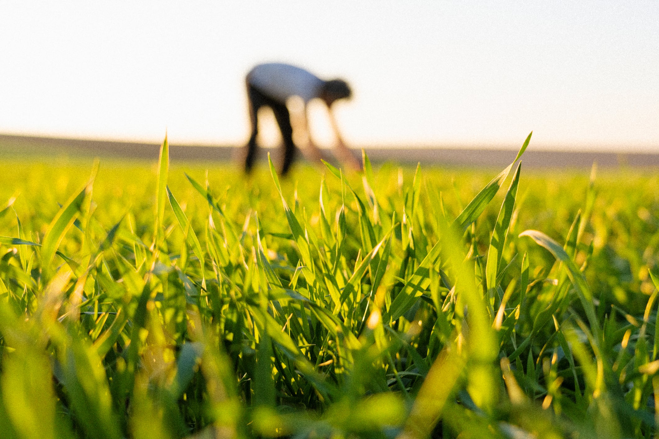 Mondelēz, Unilever, FrieslandCampina and others commit to regenerative agriculture acceleration