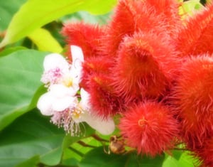 Annatto-deltagold-flowers.jpg
