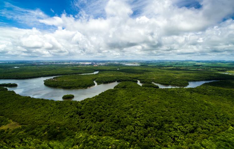 Tyson to conduct deforestation assessment