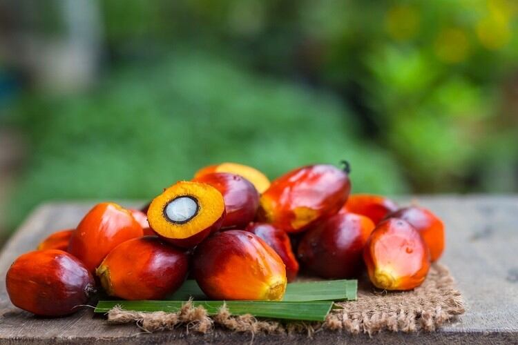 Unilever pilots SAP blockchain tech for deforestation-free palm oil: ‘This will be transformational for smallholder inclusion’