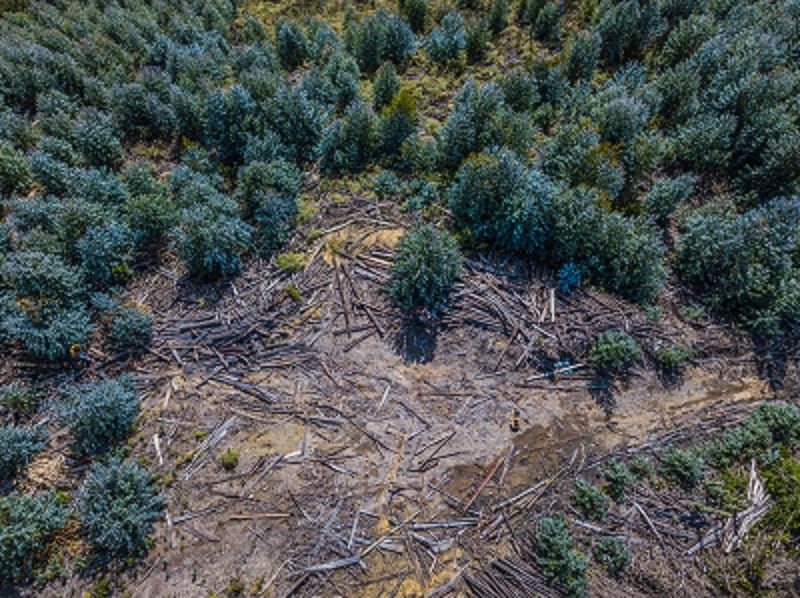 Deforestation pledge by companies ‘will very likely’ not be met