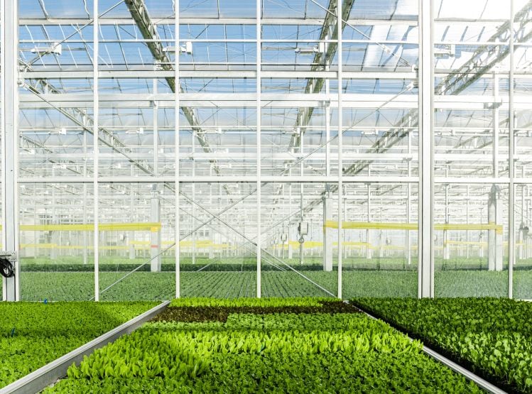 Gotham-Greens_Davis-Greenhouse-Interior_Credit-Gotham-Greens-and-Mike-Battey.jpg