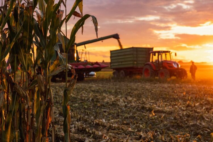 US expects strong corn, soybean yield with ‘positive’ milk over feed margins