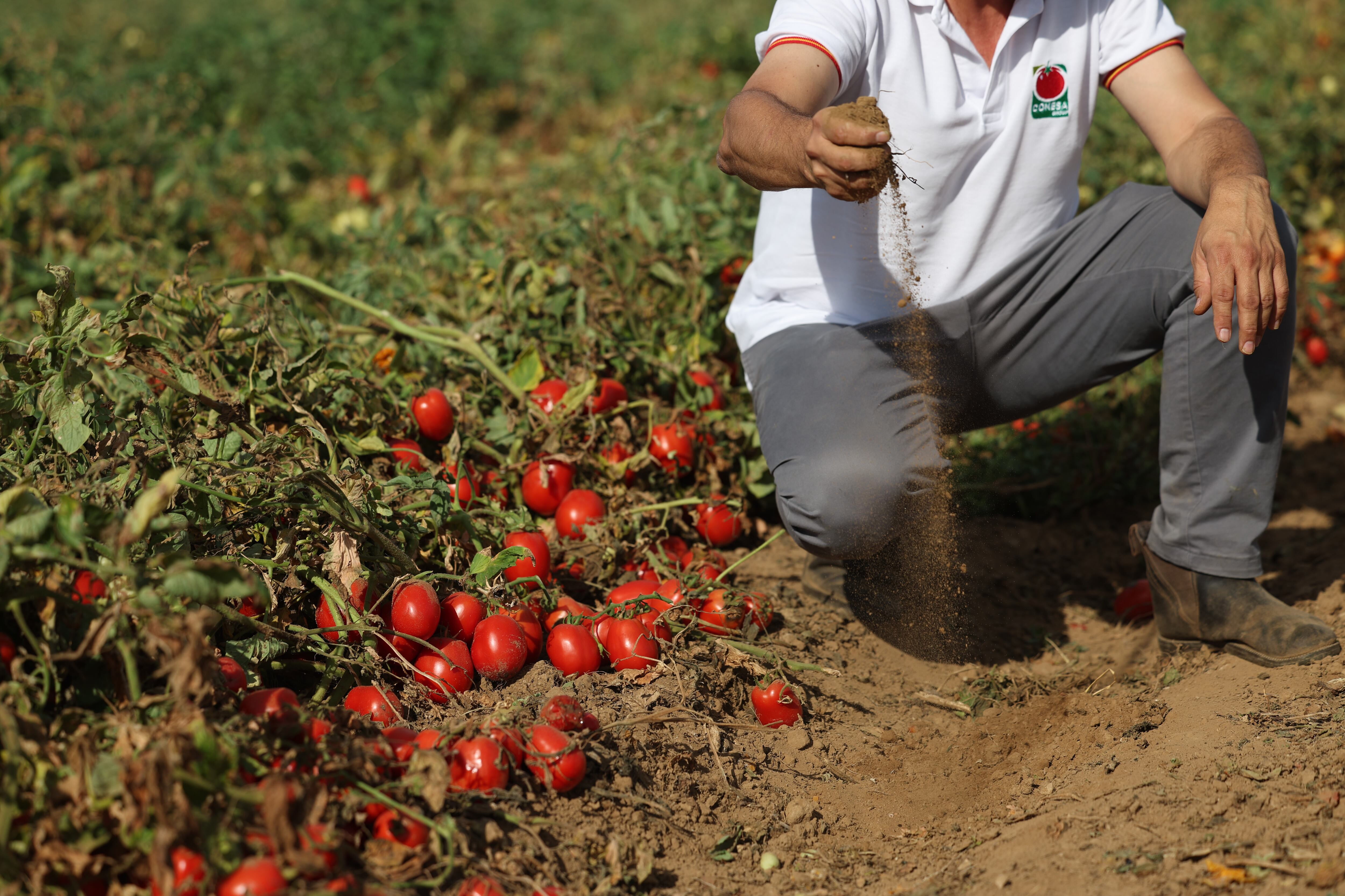 Monica Souza in the tomato fields in Spain looking at the crops