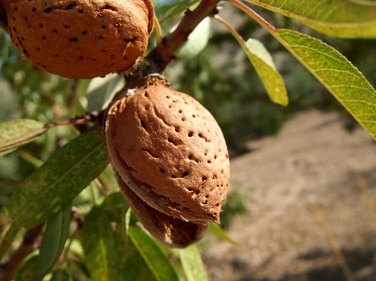 Almond-shell-GettyImages-tioloco.jpg