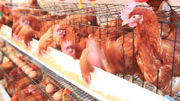 Caged hens