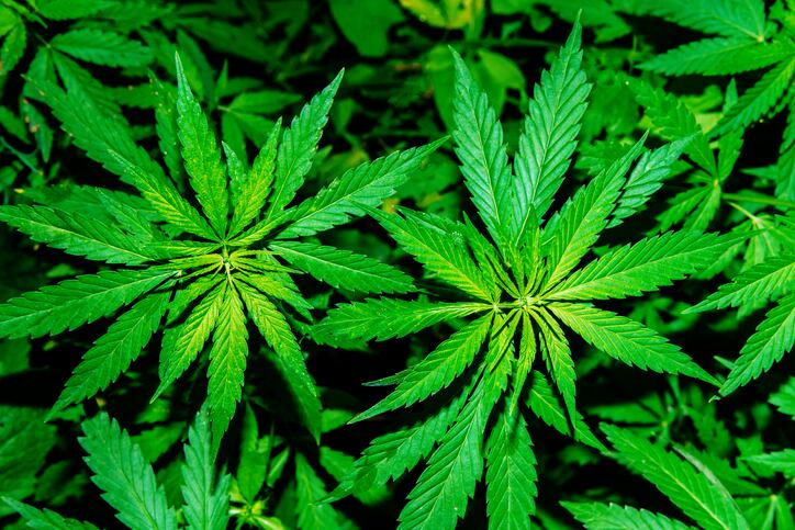 Texas proposes rules for consumable hemp products