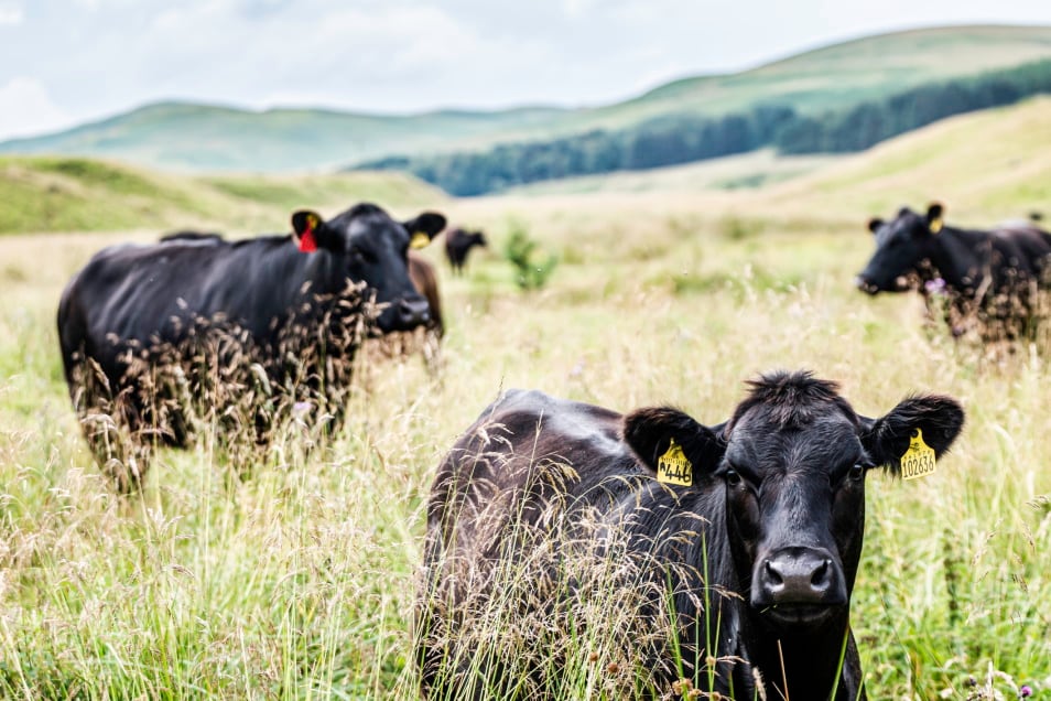 IPCC report puts food at the heart of climate battle: ‘We have the potential to mitigate climate change’