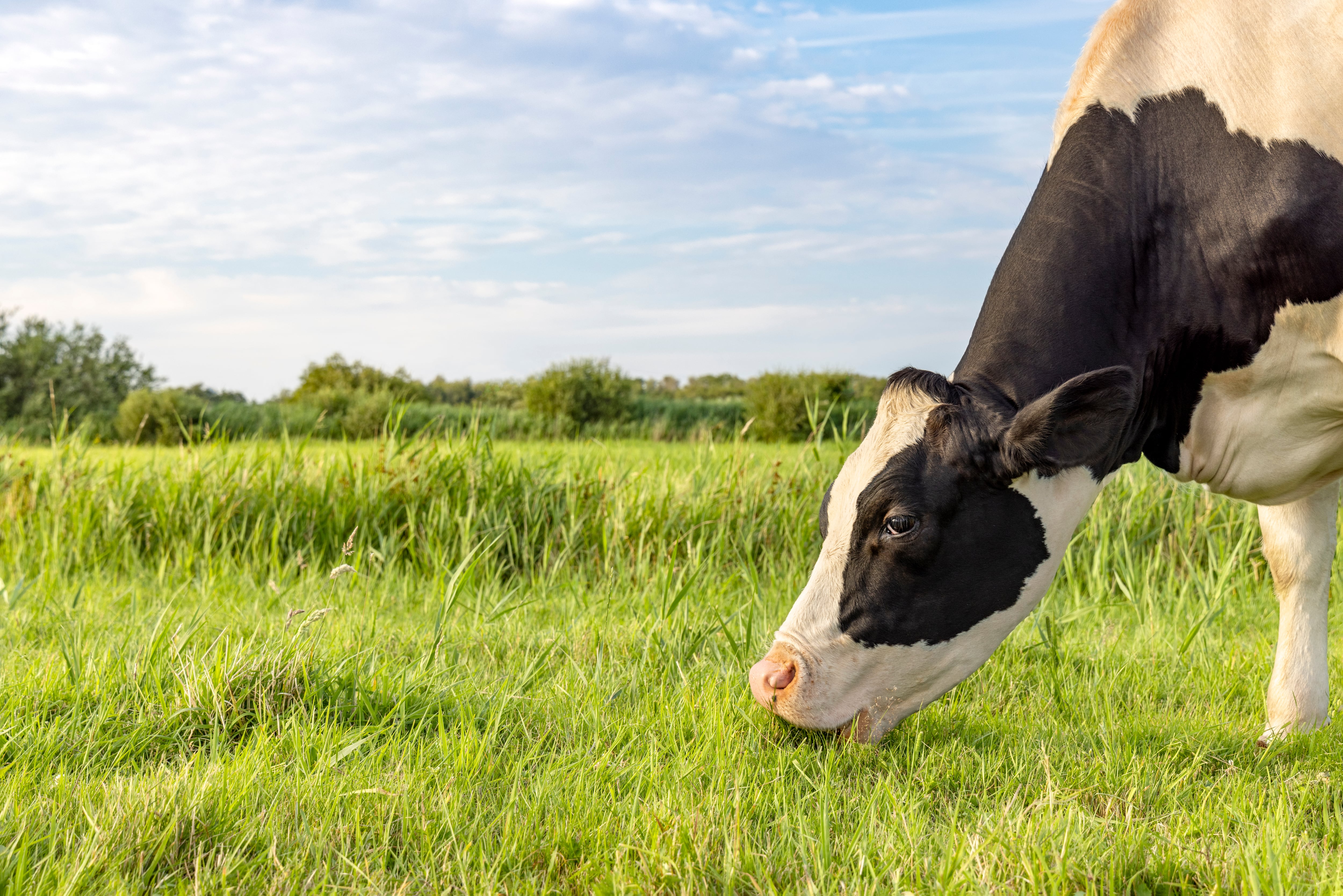 Rabobank Global Dairy Top 20: Big shifts brewing amid M&A activity 