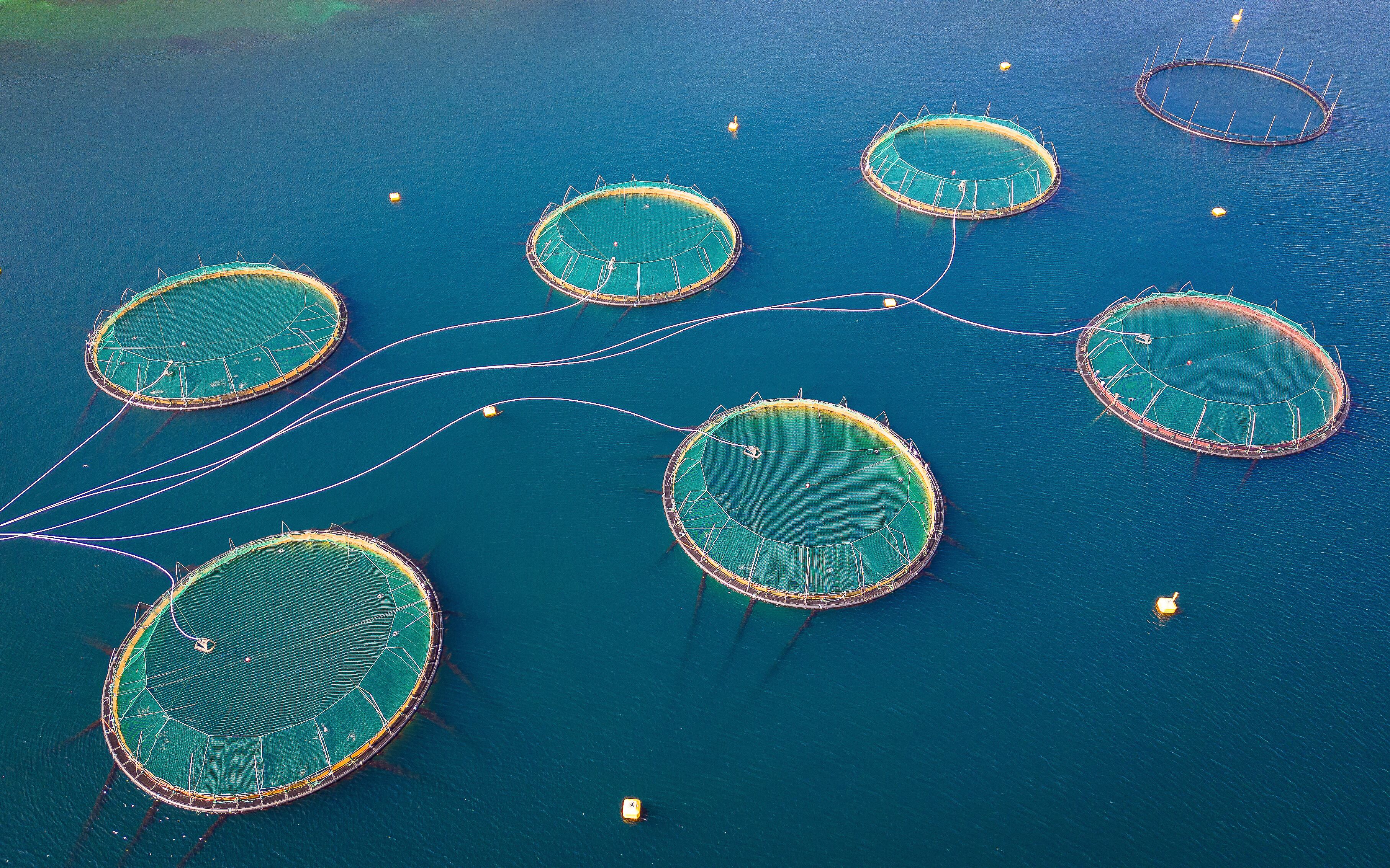 From greenwashing concerns to claims of gradual progress, the debate over aquaculture sustainability is exposing divisions over the role of certification, consumer trust and governance in the global seafood system.