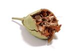 baobab-istock-anthony-hall.jpg