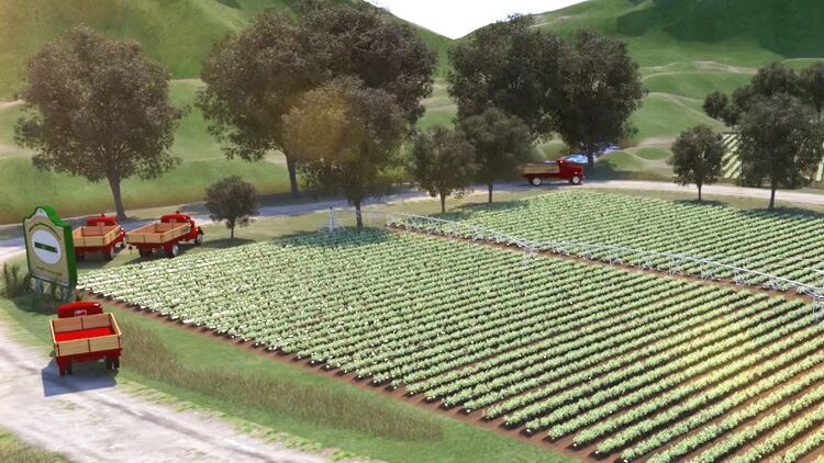 Follow stevia’s journey from seedling to sweetener