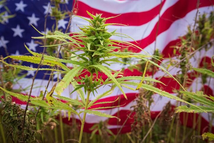 SPECIAL-REPORT-Hemp-derived-CBD-We-re-operating-in-a-constrained-addressable-market-with-a-patchwork-of-state-based-regulations.jpg